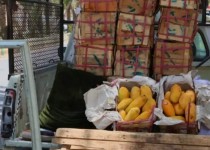 خیابان نبوت سراوان در تصرف میوه فروش‌ها