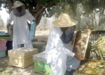 زنبورداری کسب‌وکاری سودآور در خاش