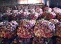 بازار پیاز در معرض بی‌ثباتی