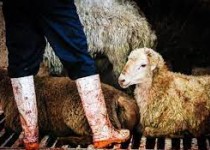 افزایش خطر ابتلا به تب کنگو با کشتار دام در معابر