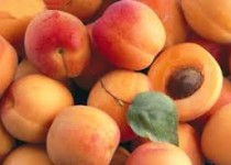 برداشت ۷ هزار تن زردآلو در سیستان و بلوچستان