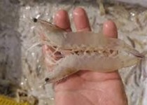 آغاز برداشت میگو در مَکُران بدون بیماری