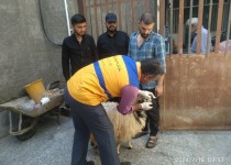 با استقرار ۶۱ اکیپ دامپزشکی سلامت نذورات تضمین می‌شود