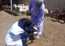 نظارت بهداشتی بر بیش از هزار رأس دام قربانی