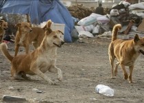 لاشه سگ‌ها تهدیدی برای سلامت است