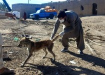 کنترل سگ‌های بلاصاحب با رویکرد علمی و انسانی
