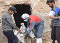 ایمن‌سازی دام‌های سبک زهک علیه طاعون