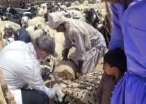 ارائه ۶۲ هزار خدمت رایگان جهادی دامپزشکی