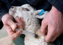 پایش واکسن تب مالت در زهک