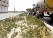 درختان جان‌پناه شهر زهک شدند