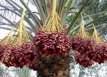 سیستان‌وبلوچستان قطب نخست تولید خرما در کشور