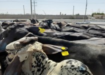 واردات دام از مرز تنها با مجوز دامپزشکی