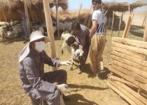 اجرای فاز نخست واکسیناسیون تب برفکی در سیستان‌بلوچستان