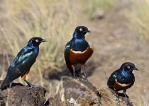 آغاز پایش زیستگاه‌های پرندگان در سیستان‌وبلوچستان