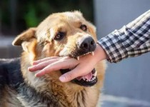 هاری بیماری مرگبار اما کاملاً قابل پیشگیری