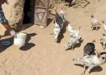 تضمین سلامت ۳۸۸ هزار قطعه طیور سیستان‌وبلوچستان