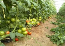 صادرات محصولات گلخانه‌ای سیستا‌ن‌وبلوچستان به ۱۳۵۰ تُن رسید