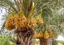 خرما عمود خیمه اقتصادی سیستان‌و‌بلوچستان