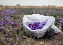 برداشت ۴۹ کیلوگرم زعفران از مزارع شهرستان زاهدان