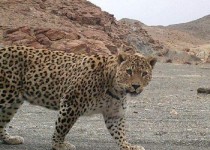 مشاهده پلنگ در منطقه حفاظت شده بیرک