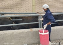 ۴۷ هزار رأس دام سنگین علیه لمپی‌اسکین واکسینه شدند