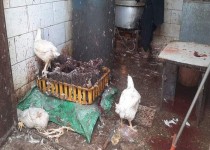 تشدید برخورد با کشتار غیرمجاز مرغ در سیستان‌وبلوچستان