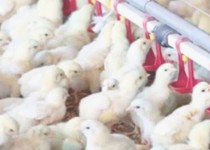 رشد ۱۱ درصدی جوجه‌ریزی در مرغداری‌های سیستان‌وبلوچستان