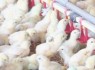 رشد ۱۱ درصدی جوجه‌ریزی در مرغداری‌های سیستان‌وبلوچستان
