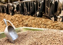 رویش امید با احیای کارخانه خوراک دام سیستان‌وبلوچستان