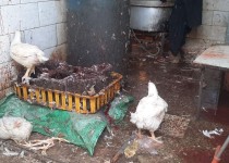 تداوم پایش بهداشتی عرضه مرغ در زاهدان