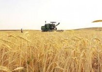 اجرای طرح تحقیقاتی گندم و جو در زاهدان