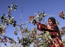 اجرای عملیات زمستانه باغات پسته زاهدان