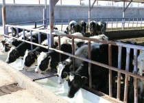 جهش دامپروری با تسهیلات ۴۱۸ میلیاردی