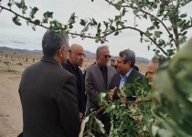 ایجاد پارک جنگلی زاهدان، الگویی برای سایر شهرها
