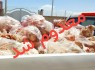 کشف ۱ تن فرآورده خام دامی غیربهداشتی در زاهدان