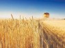 پرداخت ۱۴۷۵ میلیارد ریال تسهیلات به بخش کشاورزی