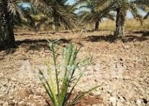 آغاز انتقال نهال‌های کشت‌بافتی خرما در جنوب سیستان‌وبلوچستان