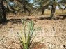 آغاز انتقال نهال‌های کشت‌بافتی خرما در جنوب سیستان‌وبلوچستان