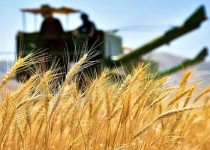 خرید تضمینی گندم، محور تقویت تولید ملی کشور