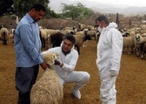 خطر شیوع تب کریمه کنگو در عید قربان