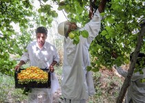 برداشت ۱۰ هزار تن زردآلو در سیستان‌وبلوچستان