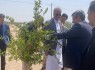 بزرگترین پارک جنگلی جنوب شرق کشور در زاهدان بزرگترین پارک جنگلی جنوب شرق کشور در زاهدان