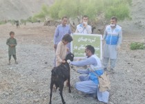 واکسیناسیون یک میلیون رأس دام سبک علیه طاعون